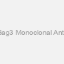 Anti-Bag3 Monoclonal Antibody